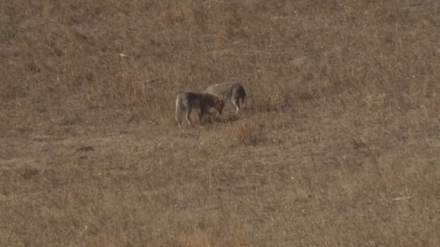 Охота на Волков (Койотов) в США, O’Neill Ops Wolf Hunting, Coyote Hunting смотреть онлайн