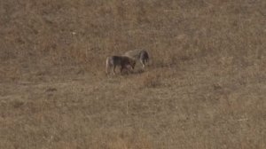 Охота на Волков (Койотов) в США, O’Neill Ops Wolf Hunting, Coyote Hunting