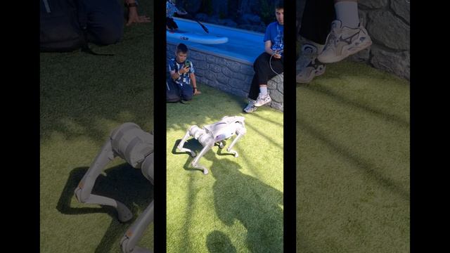 робосабака