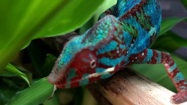 What do chameleons think about? смотреть онлайн
