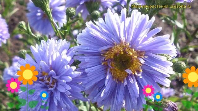 Астра новобельгийская Мария Баллард. Краткий обзор, описание aster novi-belgii Marie Ballard смотреть онлайн