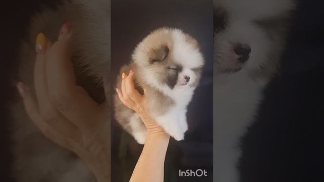 Померанский шпиц. Окрас бело оранж (патиколор) смотреть онлайн