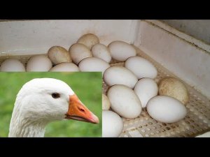 ГУСЯМ быть НАЧАЛО положено ЯЙЦО КУПЛЕНО