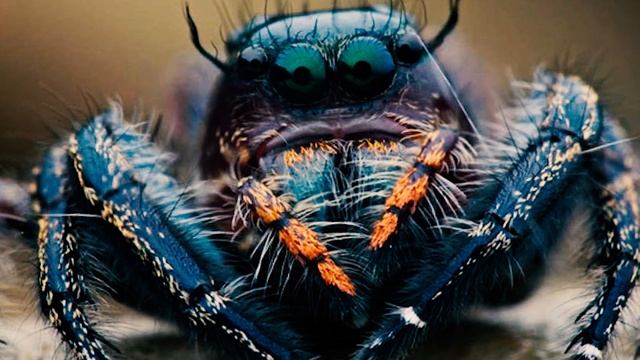 Почему Нельзя Убивать Домашних Пауков [Пауки: польза или вред для дома] смотреть онлайн