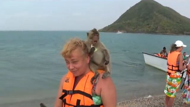 Обезьяна на голове смотреть онлайн