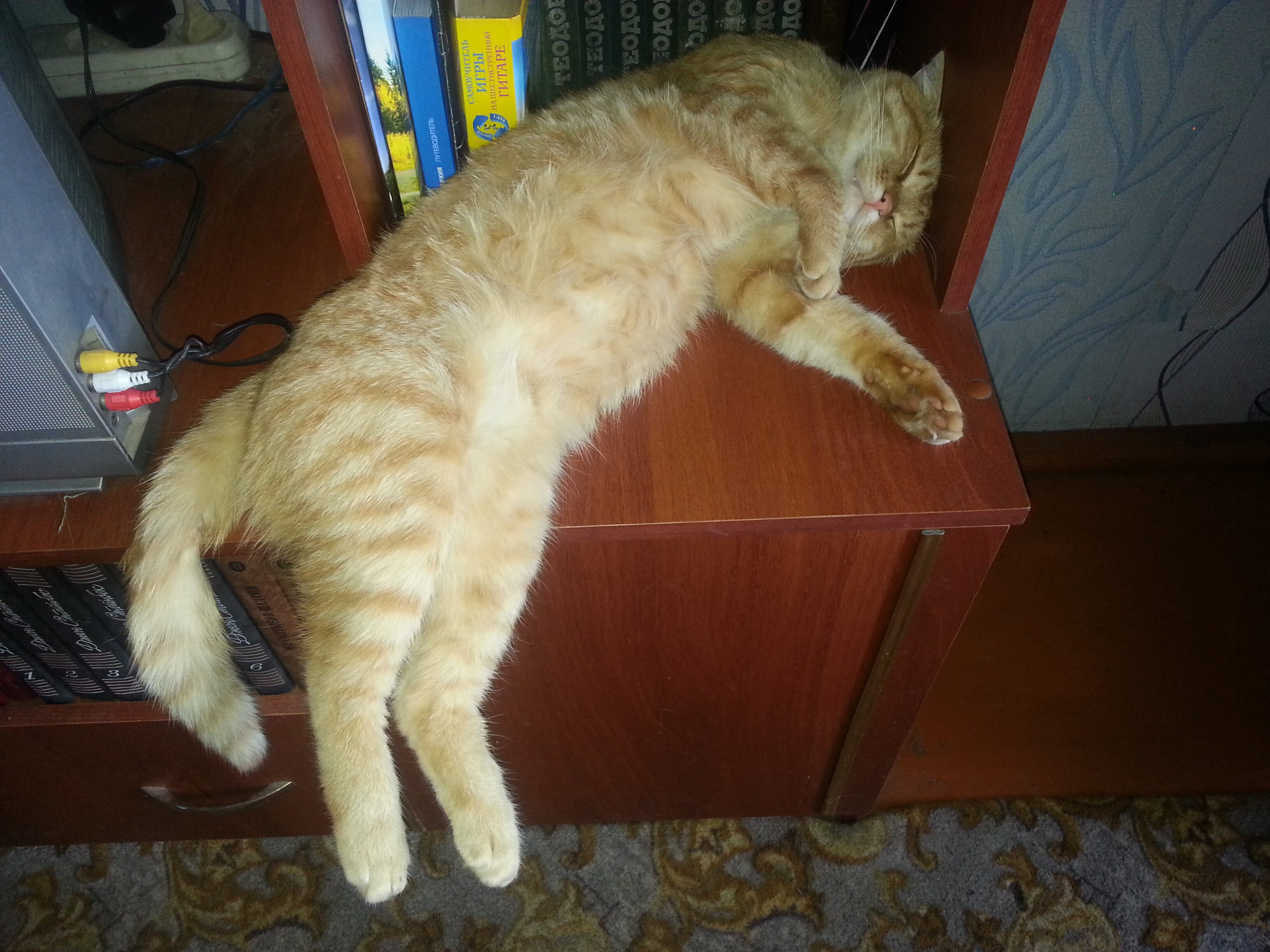 Славный рыжий кот. Часть 2 смотреть онлайн