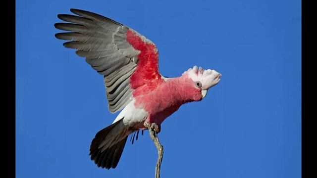 Розовый какаду 🦜 смотреть онлайн