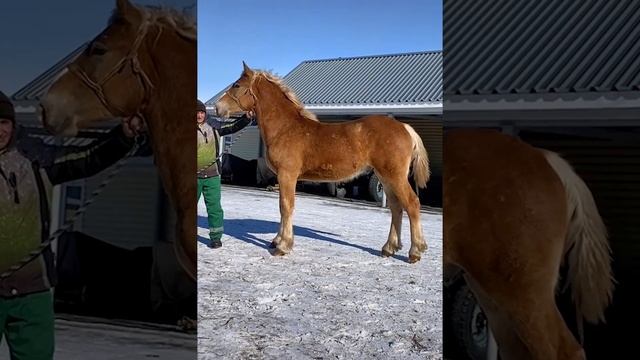 Конь косит лиловым глазом.