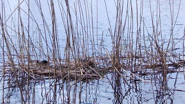 Утиные гнезда на Озерках. смотреть онлайн