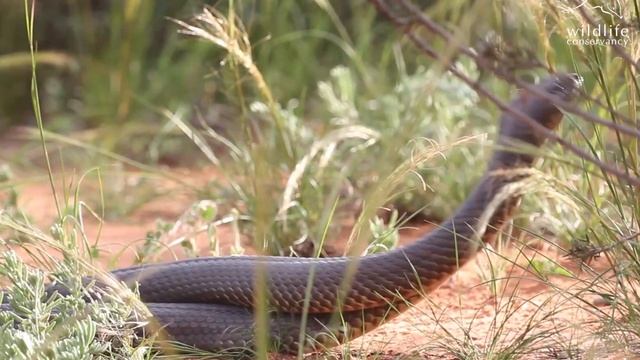 Mulga Snakes fight for dominance at Scotia Wildlife Sanctuary смотреть онлайн