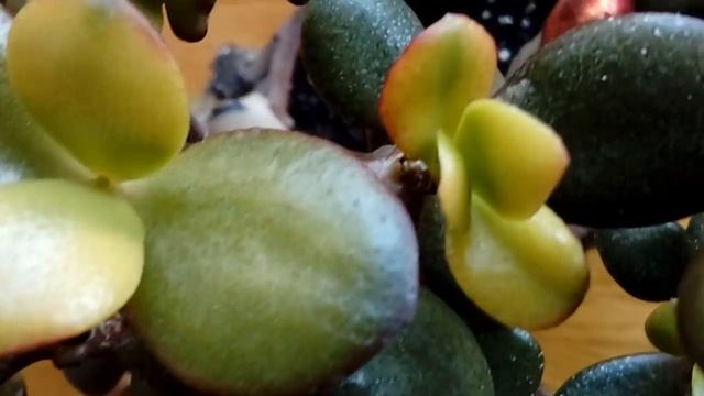 Крассула сансэт Толстянка Денежное дерево смотреть онлайн