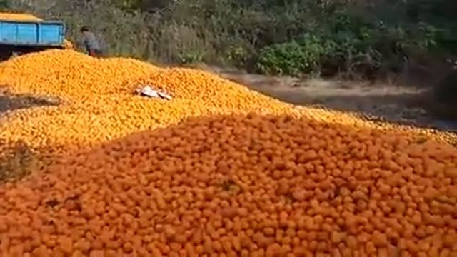 АБХАЗСКИЕ МАНДАРИНЫ ГНИЮТ ИЗ ЗА НЕОКУПАЕМОСТИ смотреть онлайн