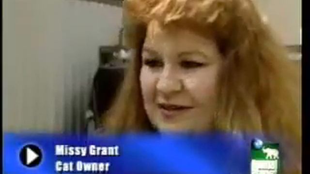 Лучшее смешное видео кошки животные смотреть онлайн