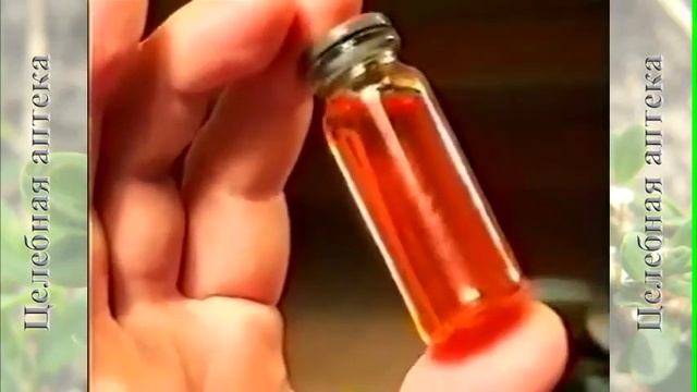 Облепиха крушиновидная смотреть онлайн