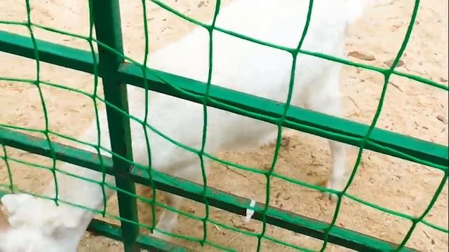 Костя и Мила в НоВоСиБиРсКоМ Контактном зоопарке/Попался НАГЛЫЙ КОЗЕЛ / Видео для детей смотреть онлайн