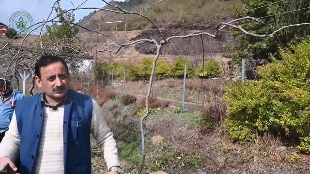 Kiwi training & pruning | Dr YS Parmar University of Horticulture & Forestry, Nauni смотреть онлайн