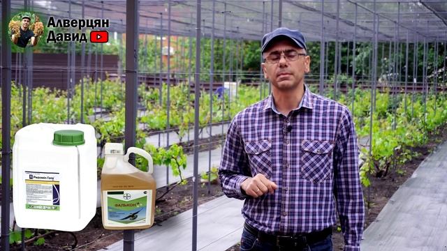 Первая обработка винограда смотреть онлайн