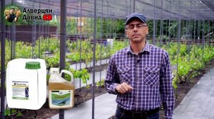 Первая обработка винограда