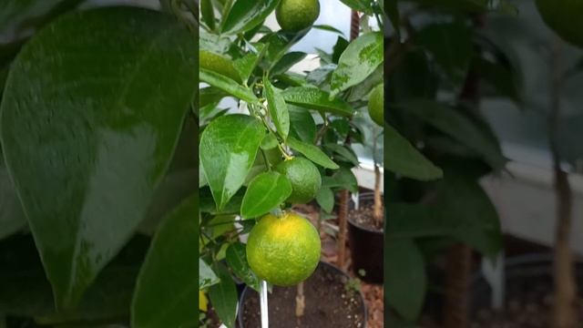 Клементин АМОА 8. Citrus clementina amoa 8 смотреть онлайн