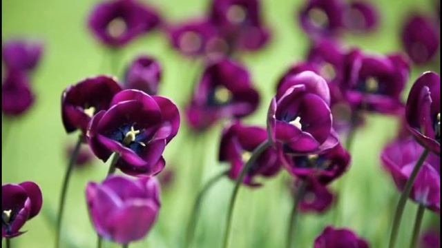 Гармония Души или где живет Творчество смотреть онлайн