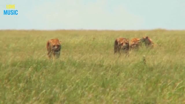 Дикие животные.4k Ultra HD Video Relaxing Music, Wild Animals, Beautiful Relax смотреть онлайн