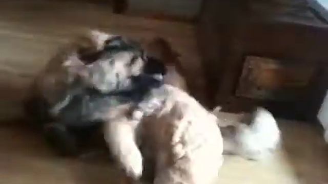 Toller. Sparkle, leonberger Zorro смотреть онлайн