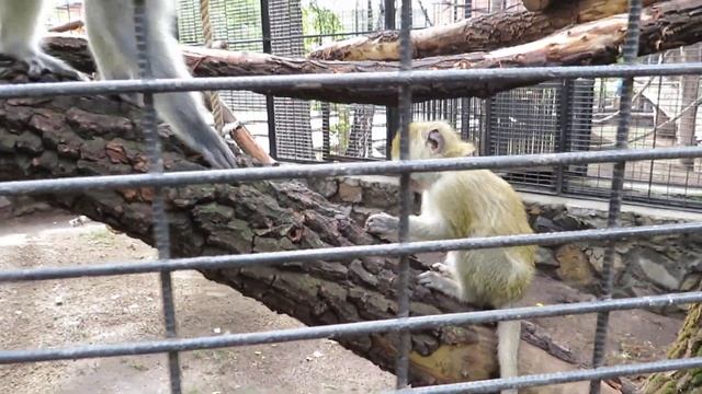 Зелёные мартышки. Мама охраняет малыша 14.09.2019 смотреть онлайн