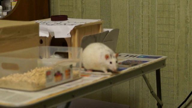 Друзья предупреждаю! Конец фильма не для Всех!!! В память об умняшке - Старшей Алисе! смотреть онлайн