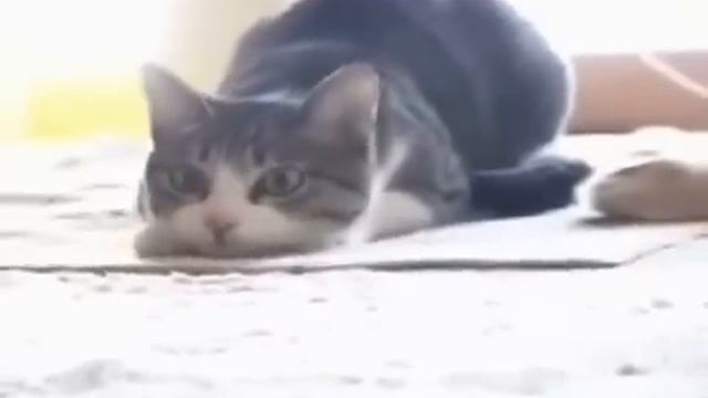 Кот танцует вего вего. смотреть онлайн