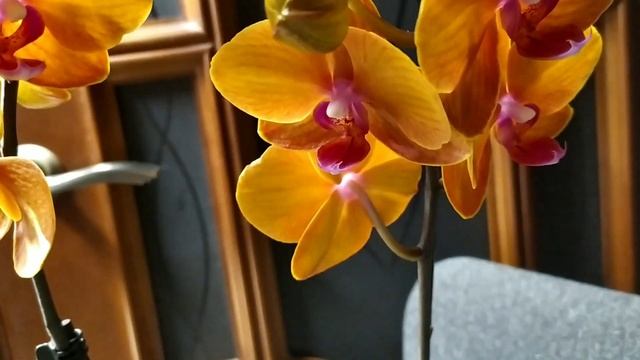 Обзор "рыжиков". Кто ты? Тамара или нет? смотреть онлайн