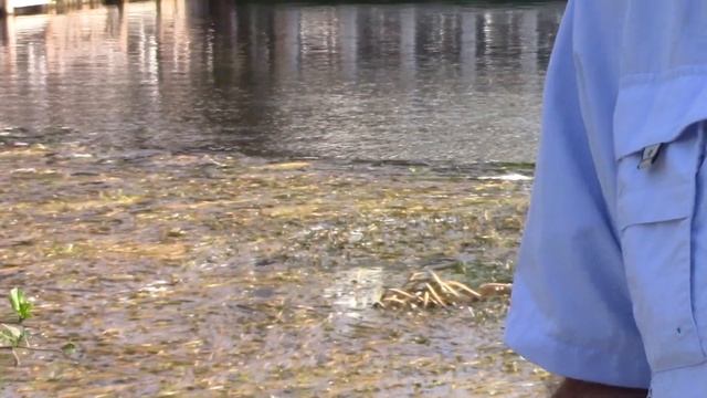 Sea Hunt Remembered: Silver Springs, Florida - S02E11 смотреть онлайн