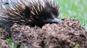 Колючий шар полный сюрпризов. Ехидна - интересные факты из жизни удивительного зверька