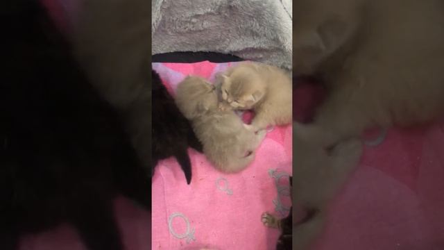 Все цвета британских котят. Нам 2 недели)) смотреть онлайн