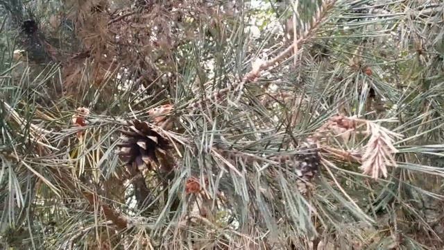 17 октября праздник Ерофеев День , Ерофей - Лешегон . Народные приметы и поверья смотреть онлайн