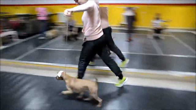Тайский риджбек Thai Ridgeback Malbeth Irissa et Tar menel перед выставкой смотреть онлайн