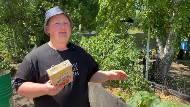 Спасаем томаты от холодных ночей, проводим пасынкование, избавляемся от паутинного клеща смотреть онлайн