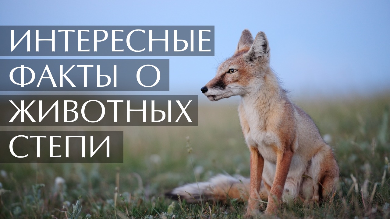 Животные степи. Интересные факты смотреть онлайн