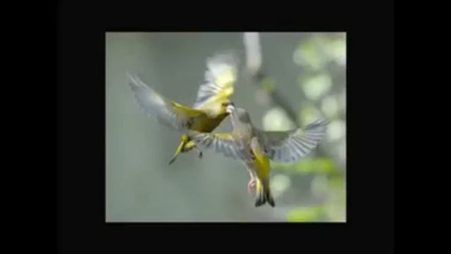 Самые красивые фото животных! смотреть онлайн