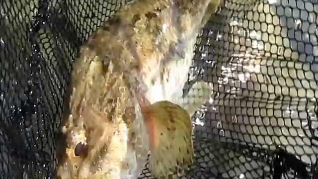 Scorpaena porcus | Морской ёрш (скорпена), рыбы Чёрного моря смотреть онлайн