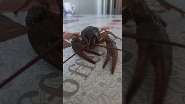 речной рак смотреть онлайн