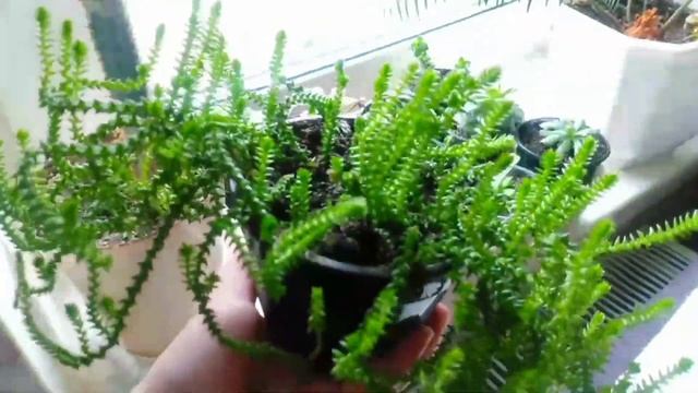 Коллекция крассул и ампельных #succulents #суккуленты #крассула