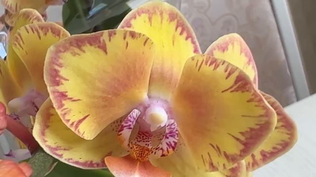 Приехали орхидеи на продажу . Леди Мармелад, Юкка, Лимпопо, Зорро, Пиниф, Каменная Роза, Ханни ... смотреть онлайн