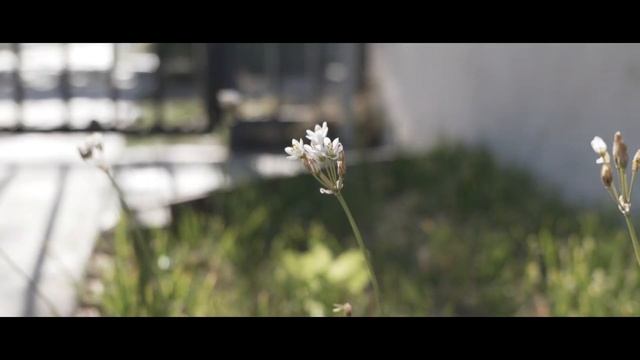 LUMIX S5 / 20 - 60 KIT LENS / CINE-V profile / HANDHELD /FHD смотреть онлайн