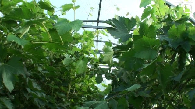 КАК УСКОРИТЬ СОЗРЕВАНИЕ ВИНОГРАДА? ВИНОГРАД В СЕНТЯБРЕ РАБОТЫ. ВЫРАЩИВАНИЕ ВИНОГРАДА В ТЕПЛИЦЕ смотреть онлайн