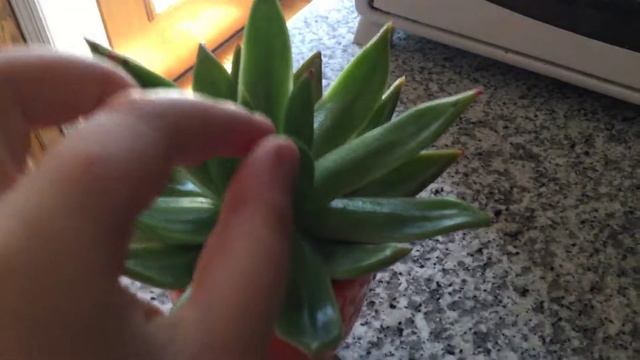 Echeveria Agavoides AKA “Lipstick” смотреть онлайн