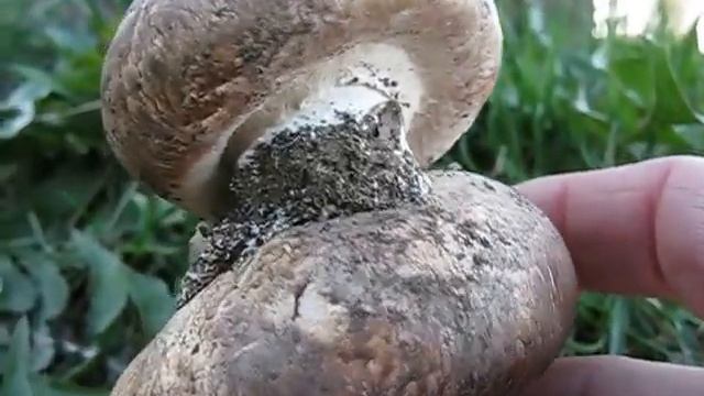 Pečárka dvouvýtrusná - Agaricus bisporus смотреть онлайн