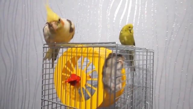 Попугаи и Хомяки Джунгарики | Волнистик Корелла смотреть онлайн