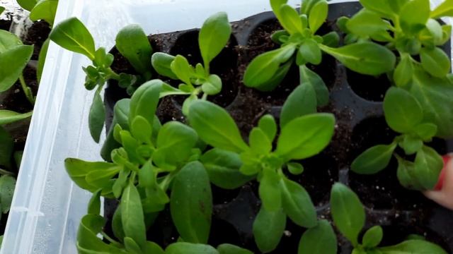 ВЕГЕТАТИВНАЯ ПЕТУНИЯ.ЧТО ЭТО ТАКОЕ? смотреть онлайн