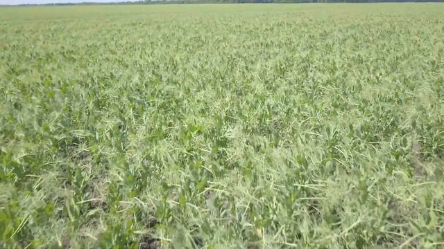 Горох от посева до уборки. Сплошной посев гороха комплексом ПАРТНЕР. смотреть онлайн