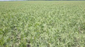 Горох от посева до уборки. Сплошной посев гороха комплексом ПАРТНЕР.